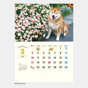 NK-35 柴犬まるとおさんぽカレンダー 名入れカレンダー  