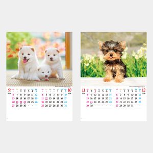 IC-203 かわいい犬