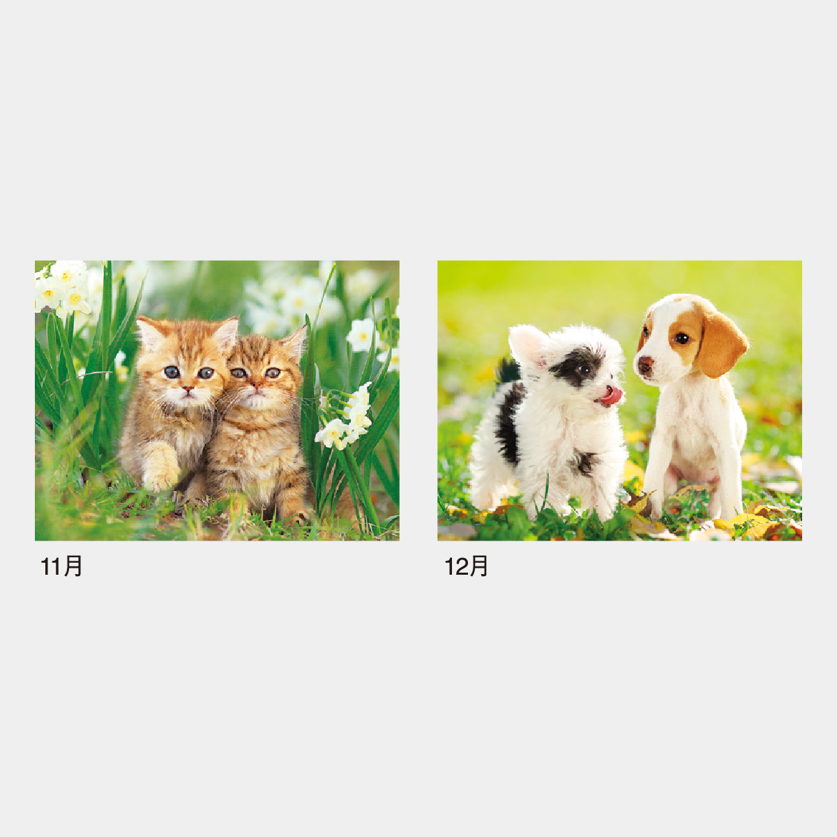 IC-261 マイペット(13枚)