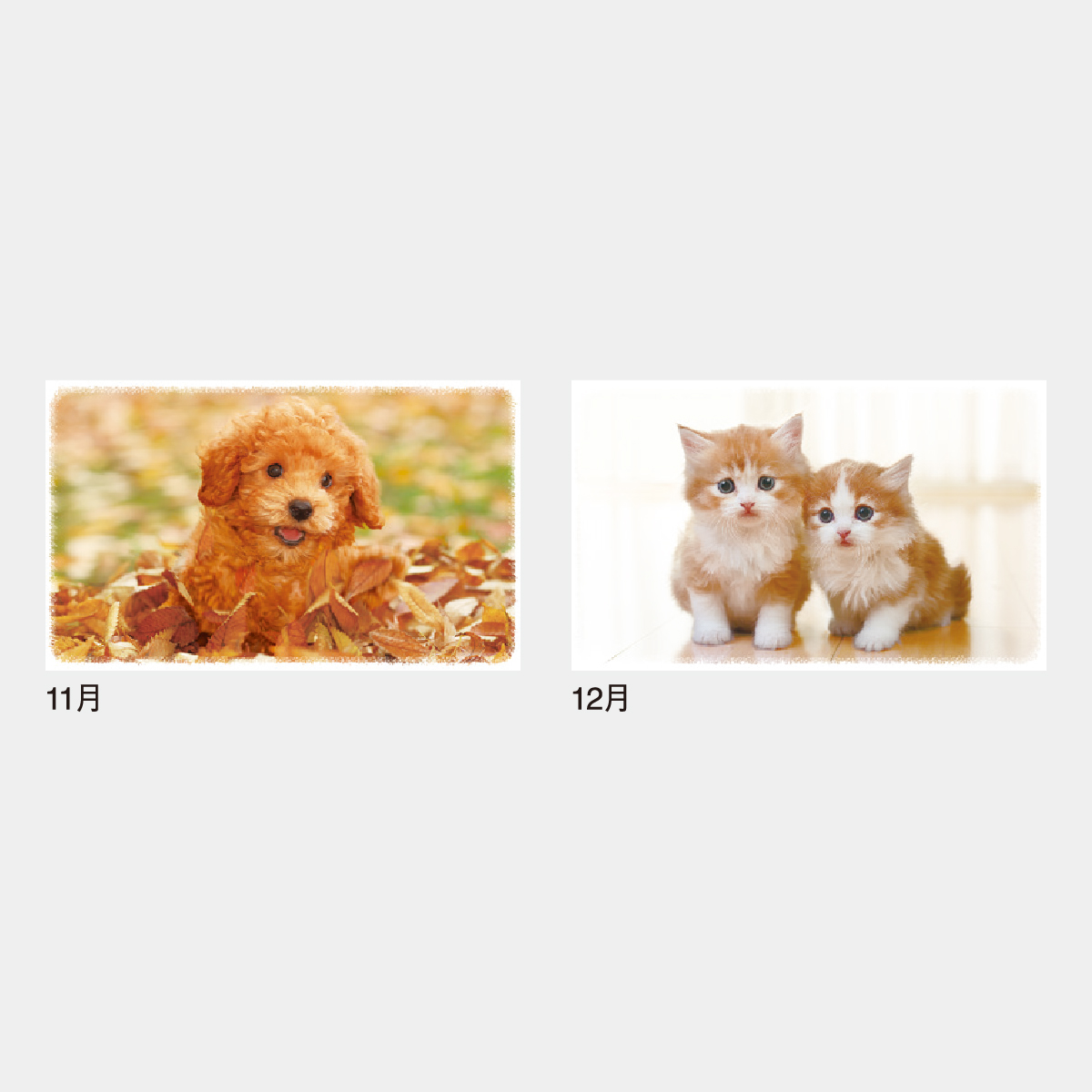 IC-262 Dear Family(ディアーファミリー)