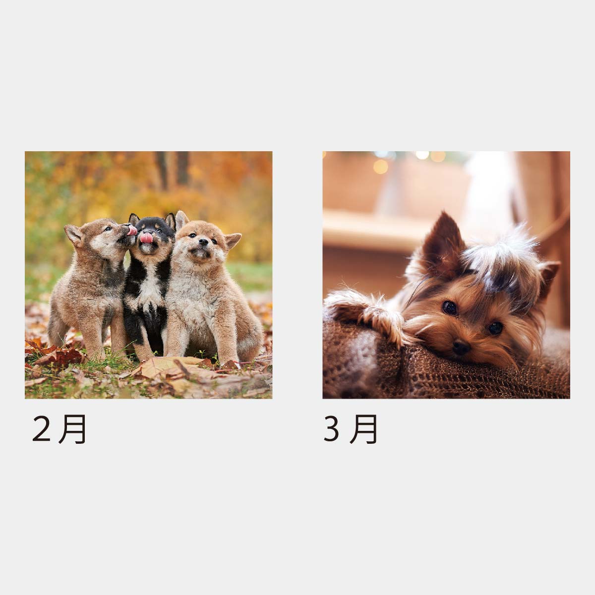 KJ-100 ドッグデスク(ケース)(フルカラー)