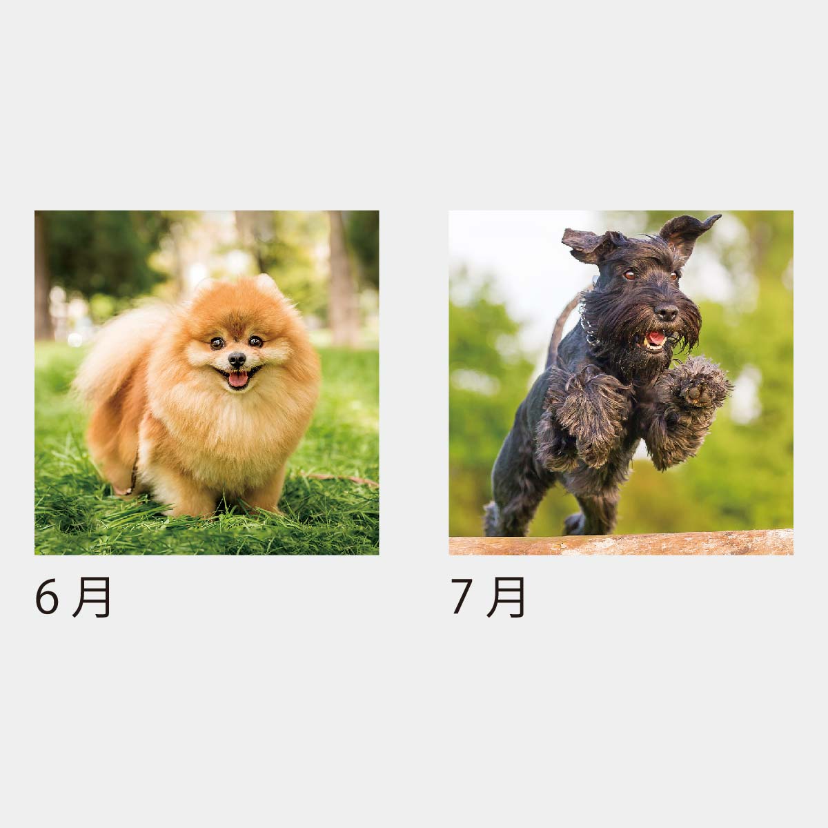 KJ-100 ドッグデスク(ケース)(フルカラー)