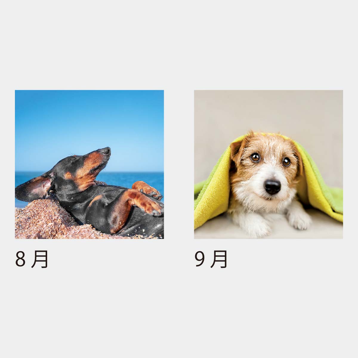 KJ-100 ドッグデスク(ケース)(フルカラー)