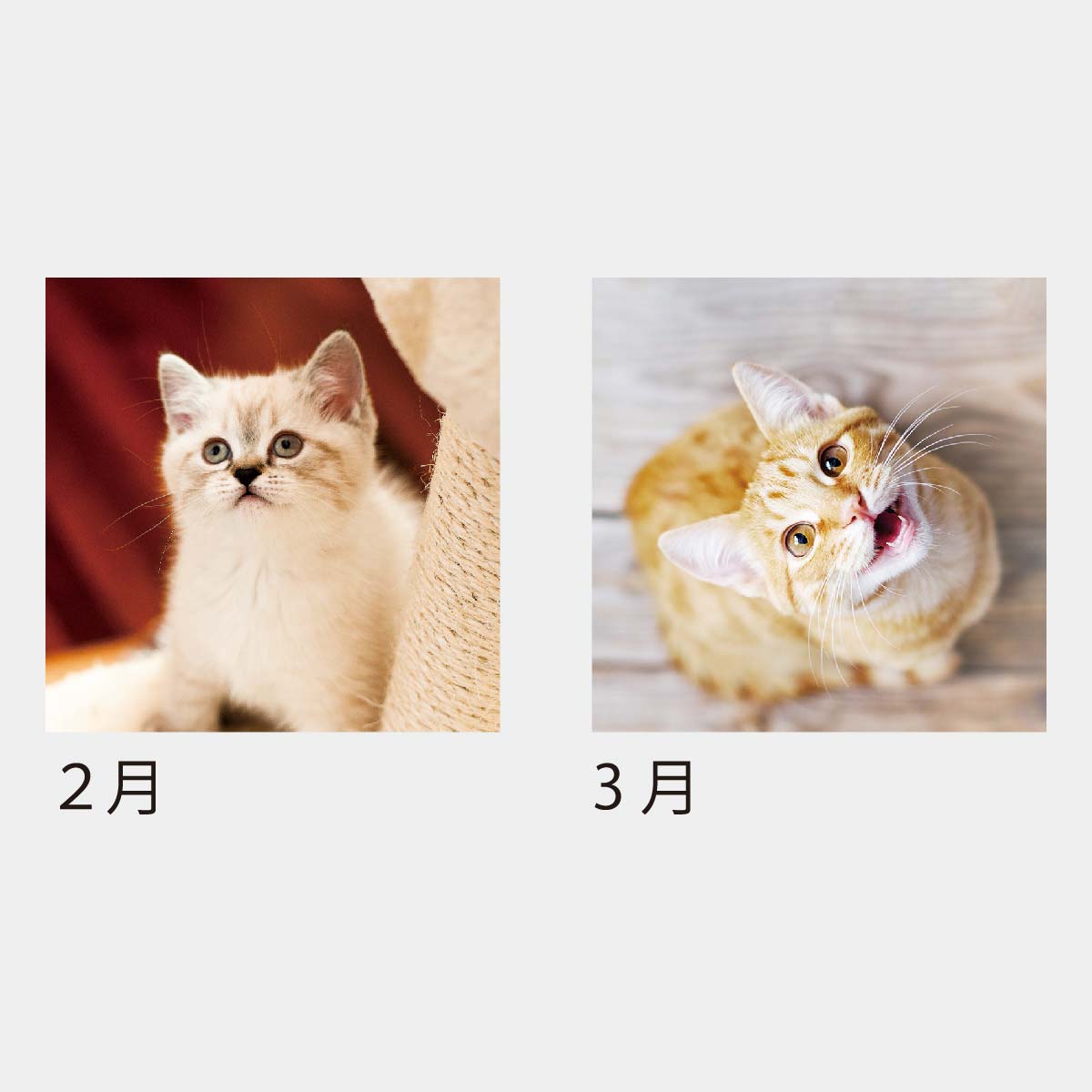 KJ-200 キャットデスク（ケース）（フルカラー）