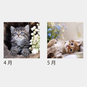 KJ-200 キャットデスク（ケース）（フルカラー）