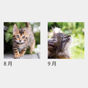 KJ-200 キャットデスク（ケース）（フルカラー）