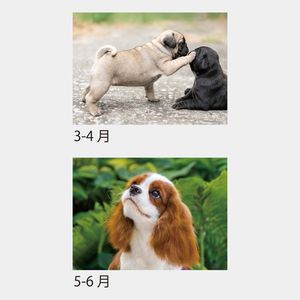 KJ-401 DOG　ブックカレンダー（フルカラー）