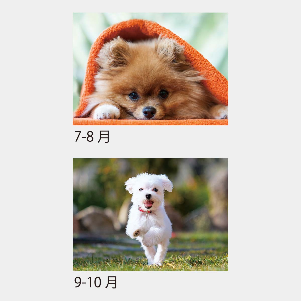 カレン・ホイプティング「chocolate dog」 hanbunlong_studio に行って来たよ💕 @doug_toypoodle_ ダグ