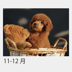 KJ-401 DOG　ブックカレンダー（フルカラー）