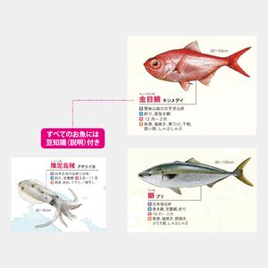 NB-4001 年表 (特選)お魚年表