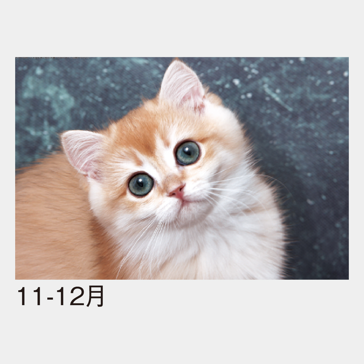 NB-661 チャーミングペット