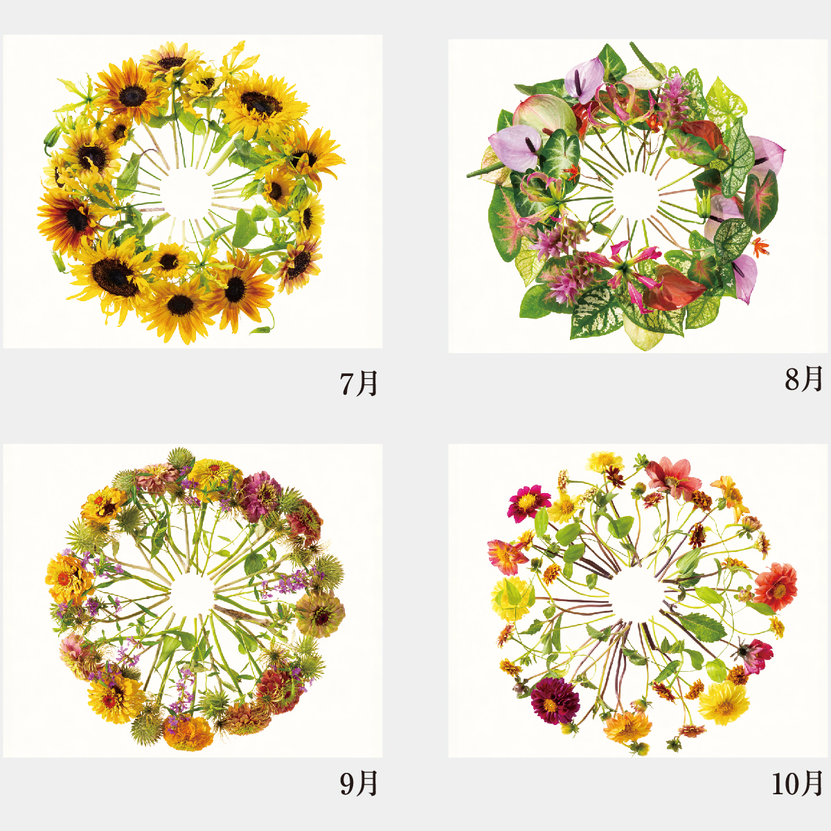 NC-7 花グラフィックアート(川崎景太作品集)