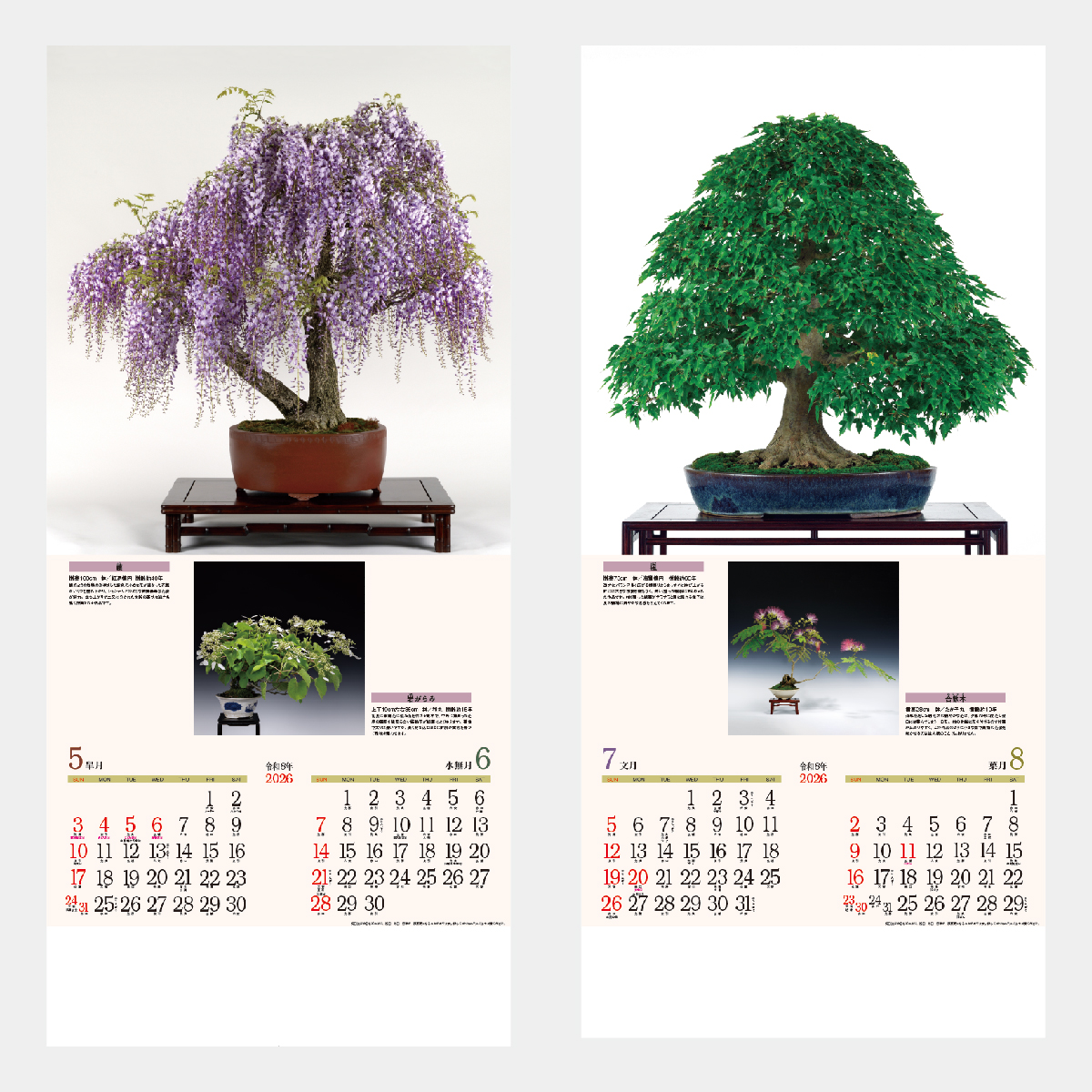 ND-115 銘樹(盆栽)