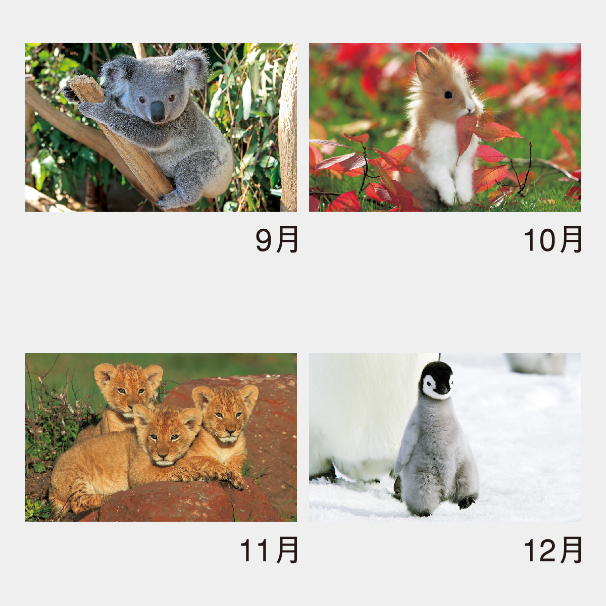 Nk 104 かわいい動物たち 22年版の名入れカレンダーを格安で販売 名入れカレンダー印刷 Com