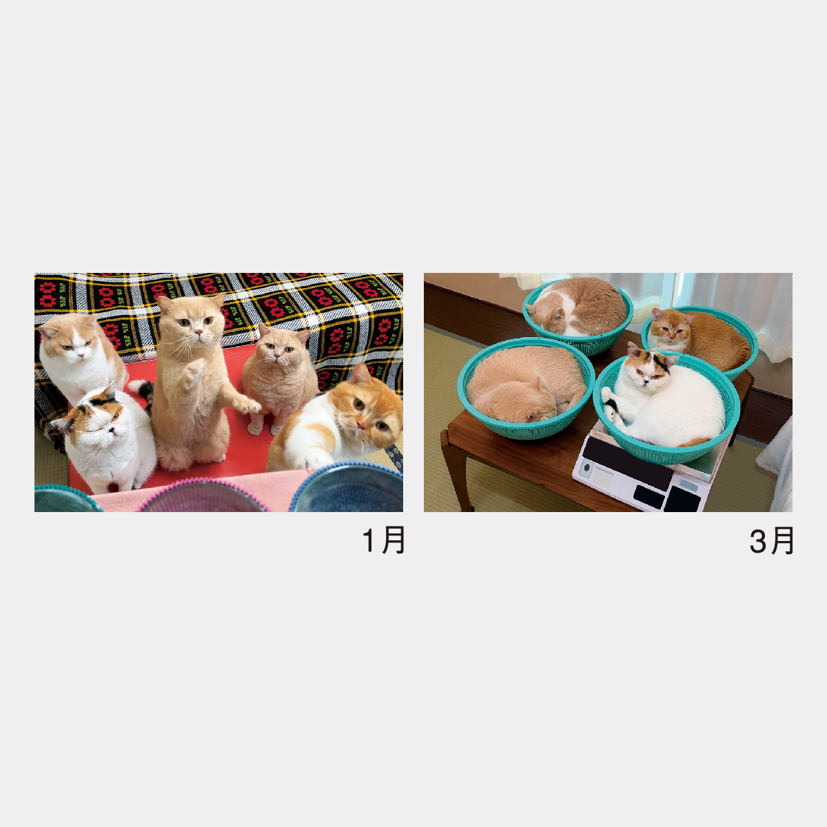 NK-33 ねこと生活 みかんとじろうさんちカレンダー