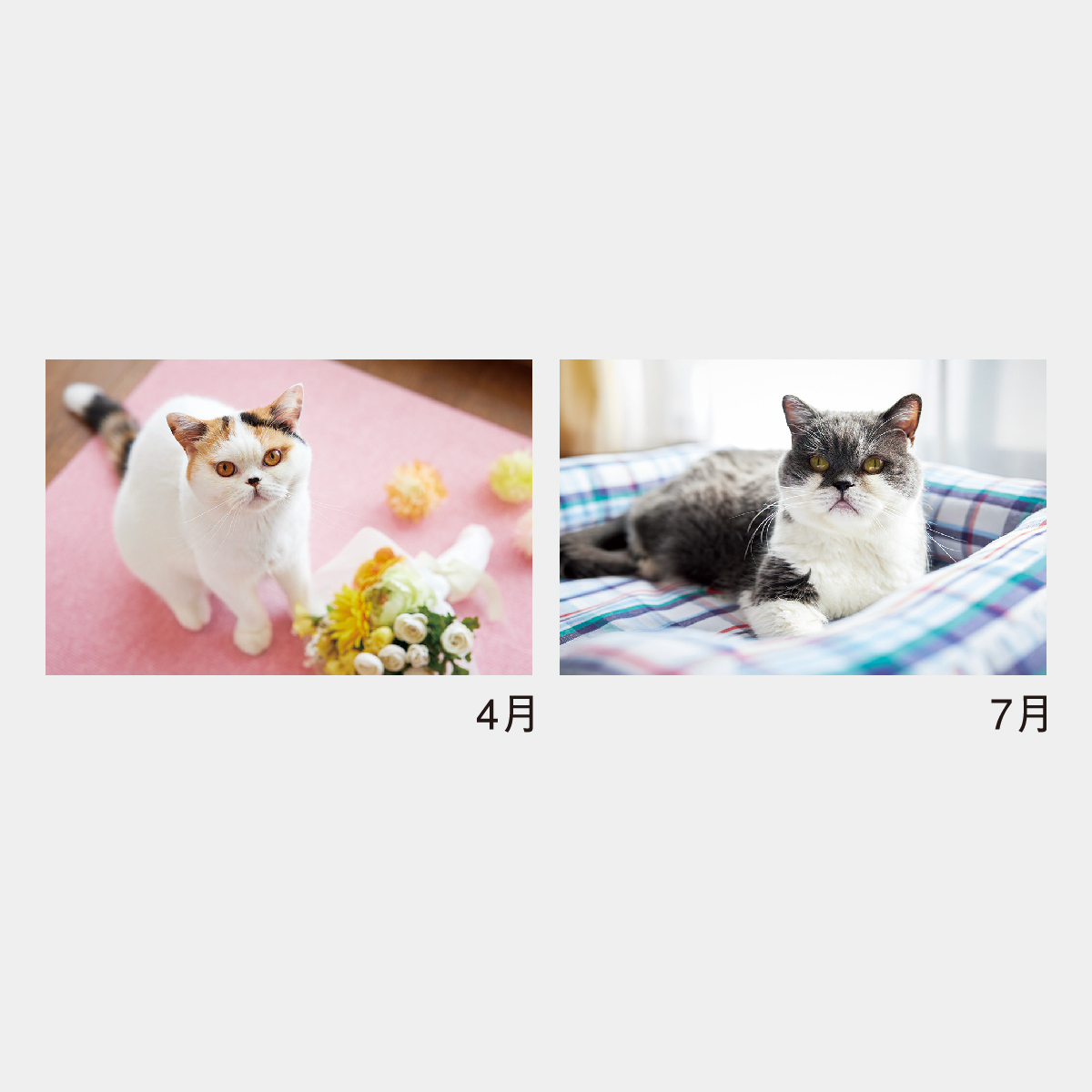 NK-33 ねこと生活 みかんとじろうさんちカレンダー2026年版の名