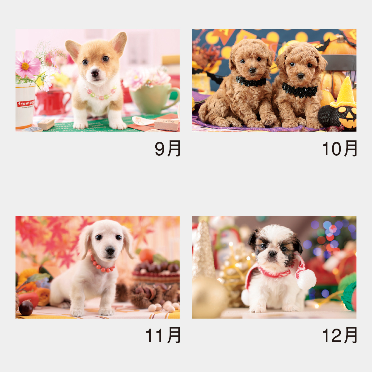 在庫SALE【完全版】かわいい仔犬