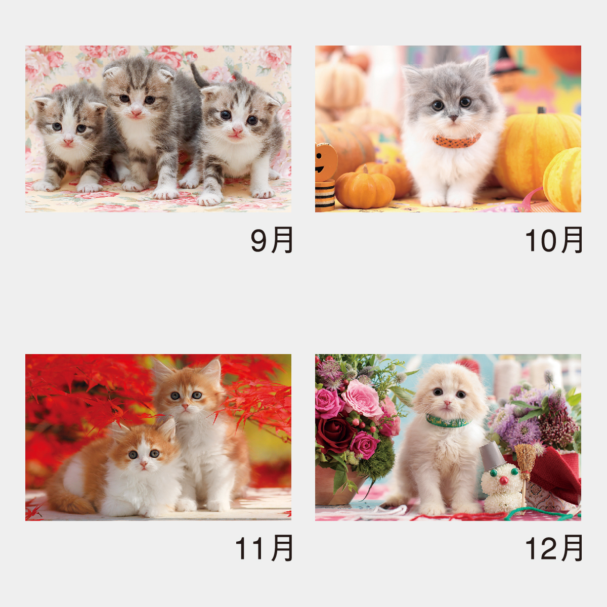 NK-455 サンキュー･キャット