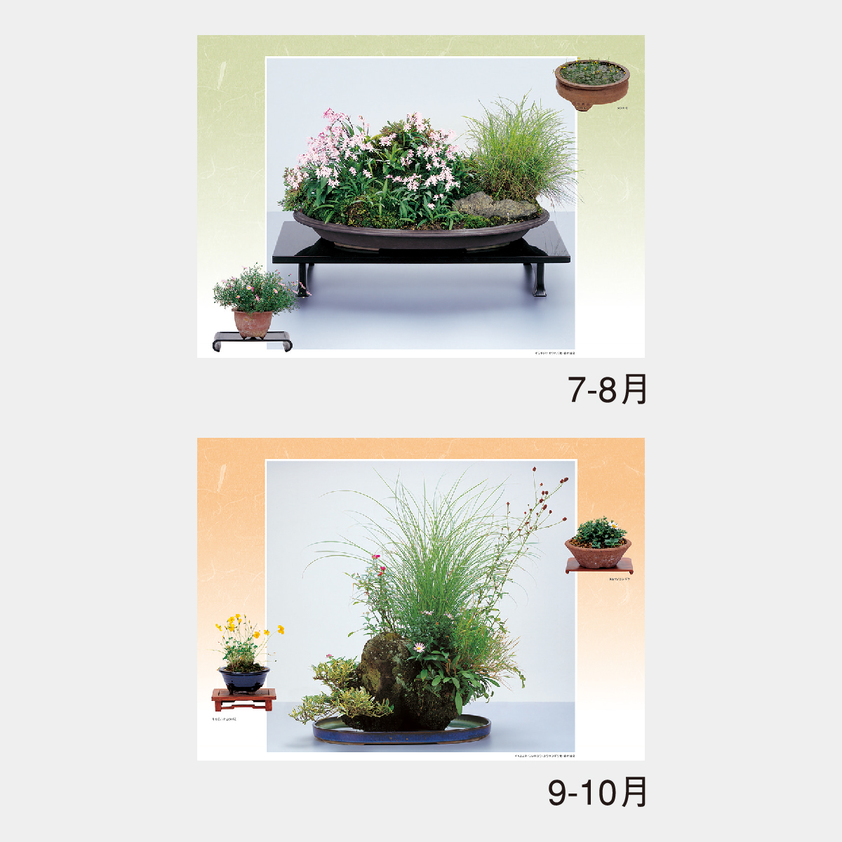 NK-46 野の花･山の花(山野草盆栽集)