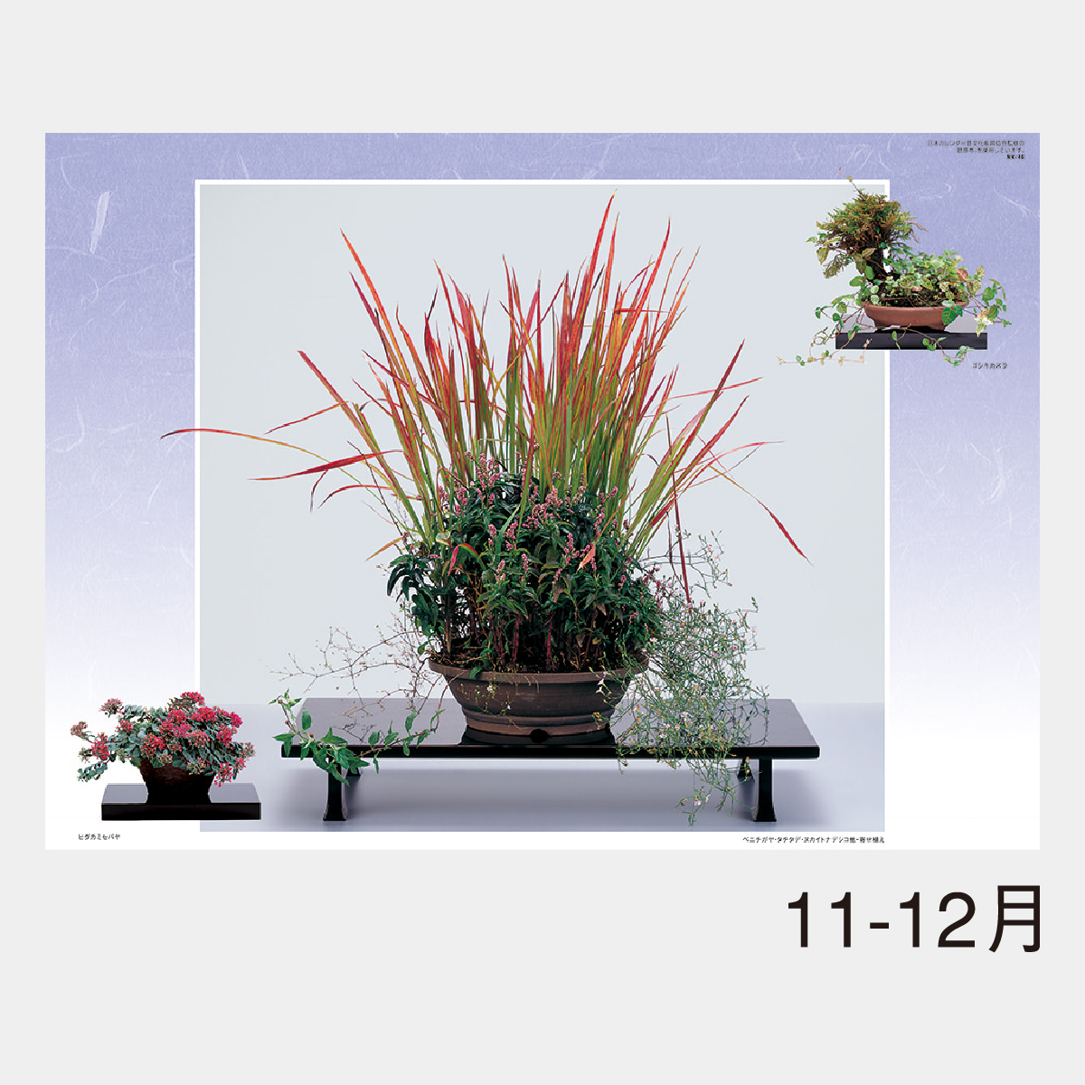 NK-46 野の花･山の花(山野草盆栽集)