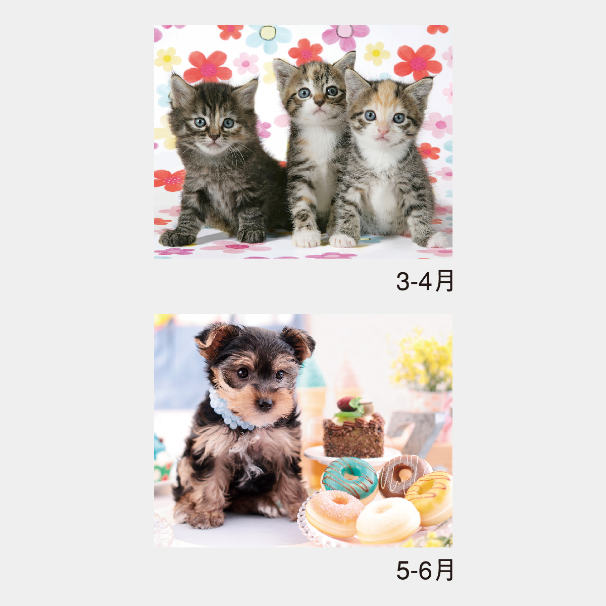 NK-49 チャーミングメイト