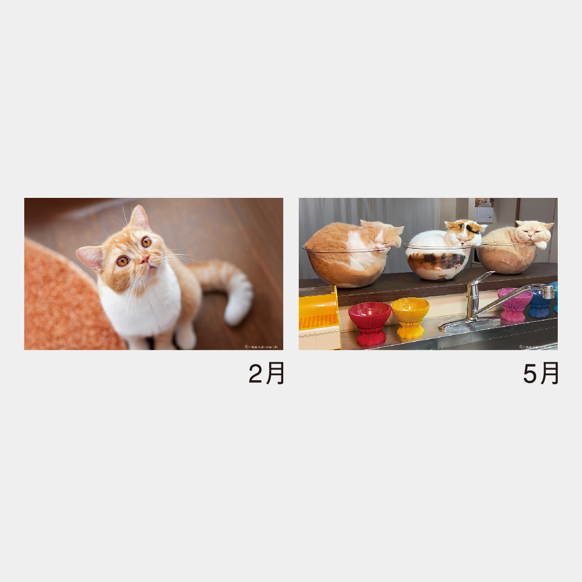 NK-527 ねこと生活 みかんとじろうさんち