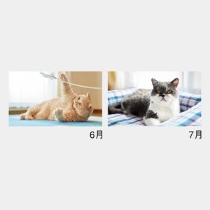 NK-527 ねこと生活　みかんとじろうさんち