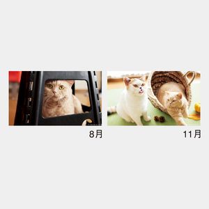 NK-527 ねこと生活　みかんとじろうさんち