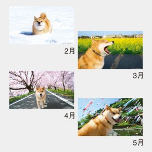 NK-529 卓上 柴犬まるとおさんぽ