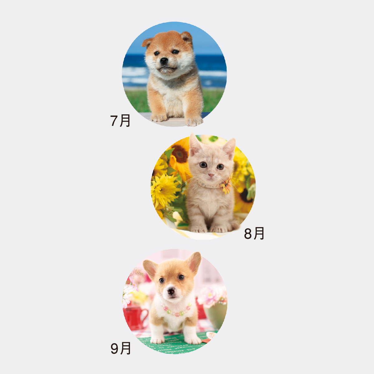 NK-914 ハッピーチャット-いぬねこことば-