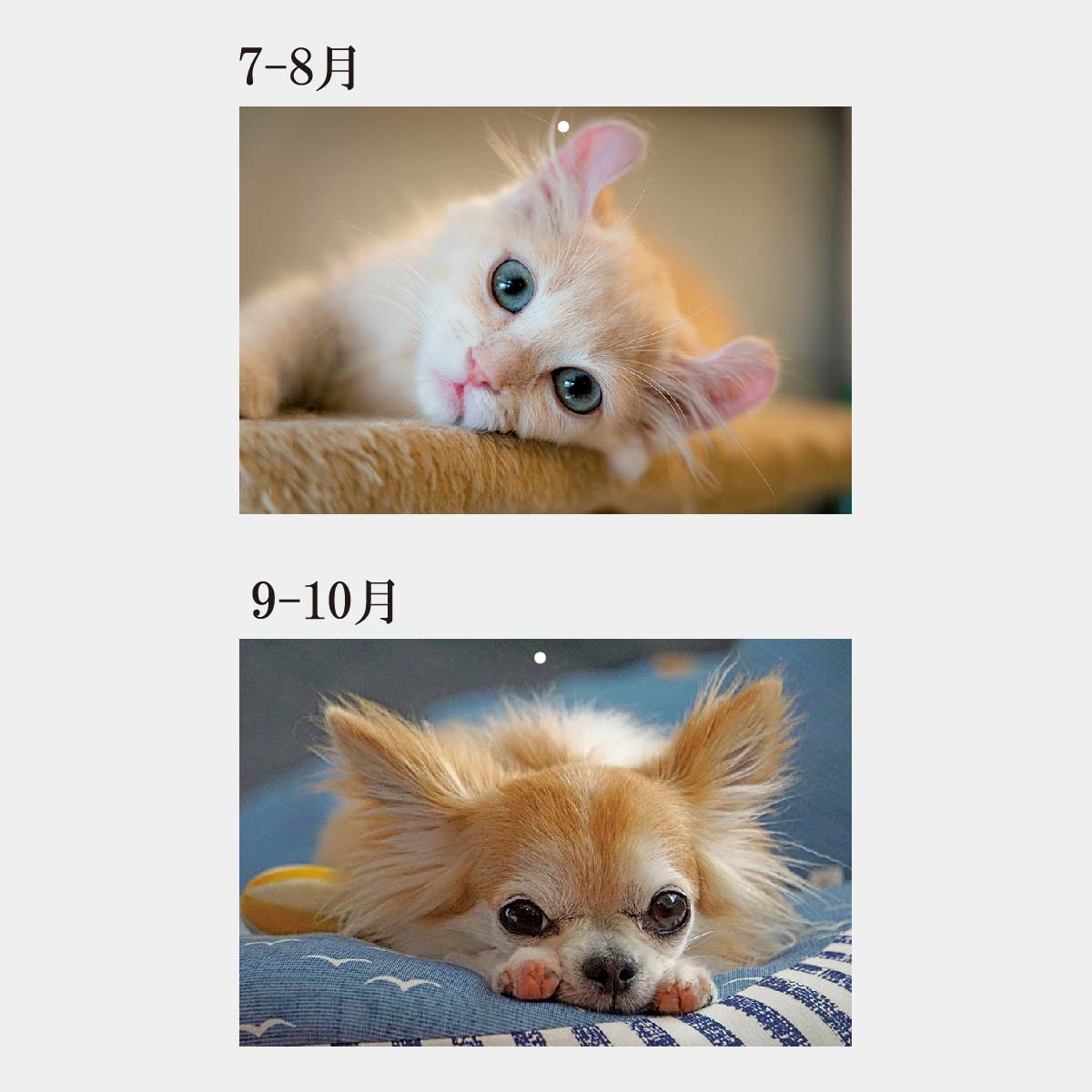 PR-630 ペットフレンド