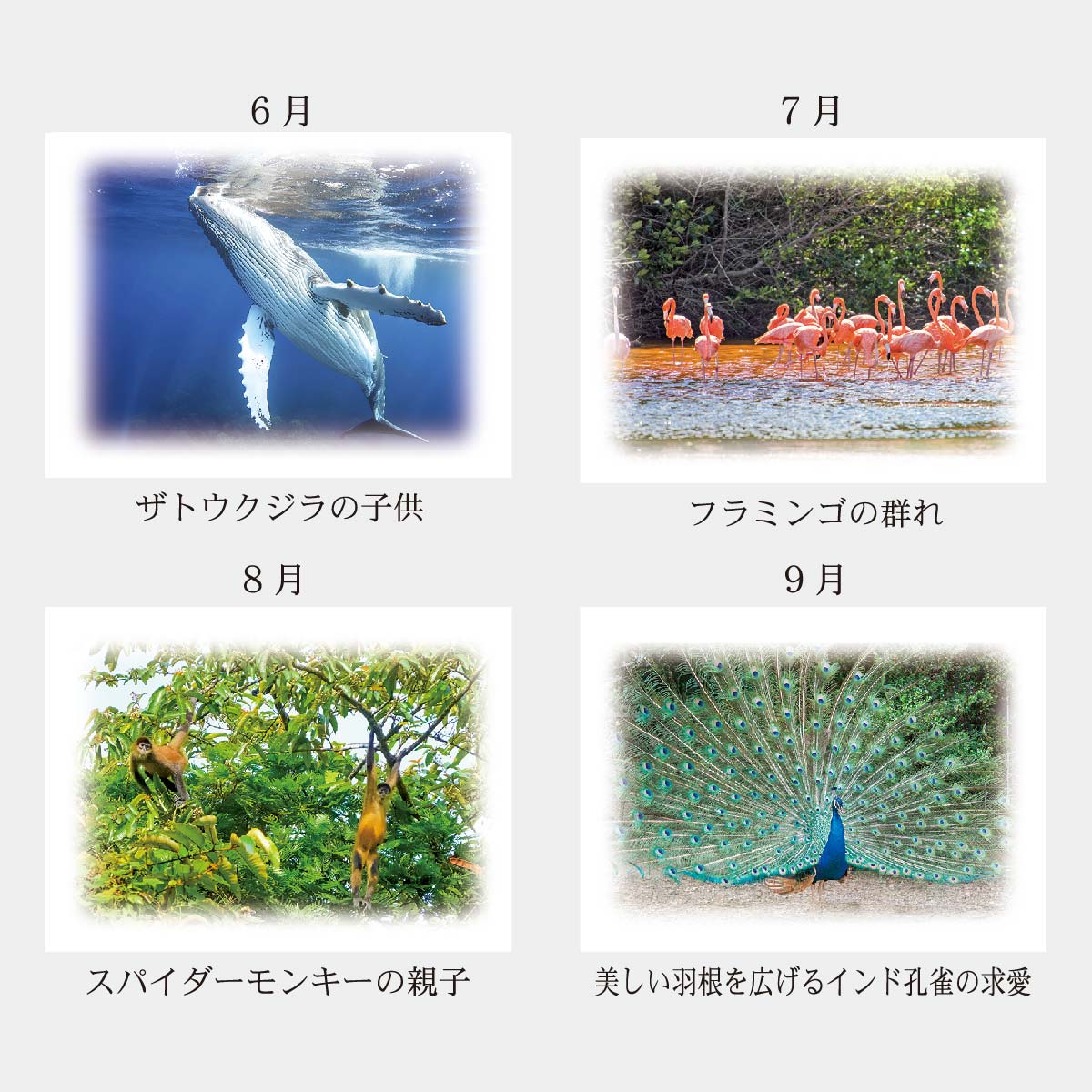 PR-940 自然の育み