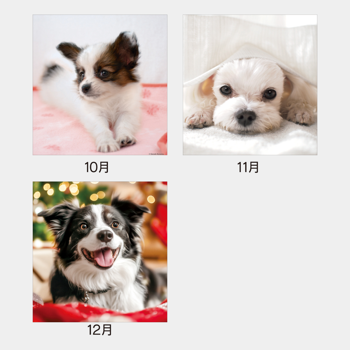 SA-020 THE DOGs2026年版の名入れカレンダーを格安で販売 - 名