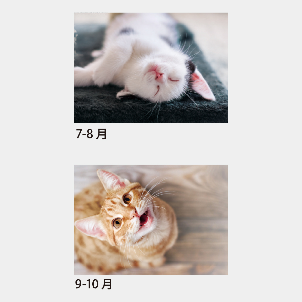 【短納期:14営業日出荷】SA-070 ハッピースマイルキャット