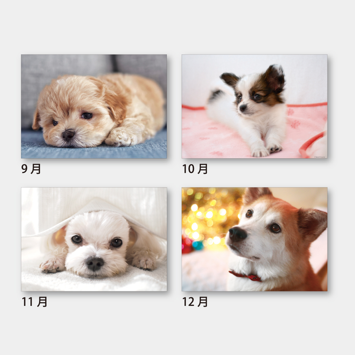 SA-111 マイドッグス