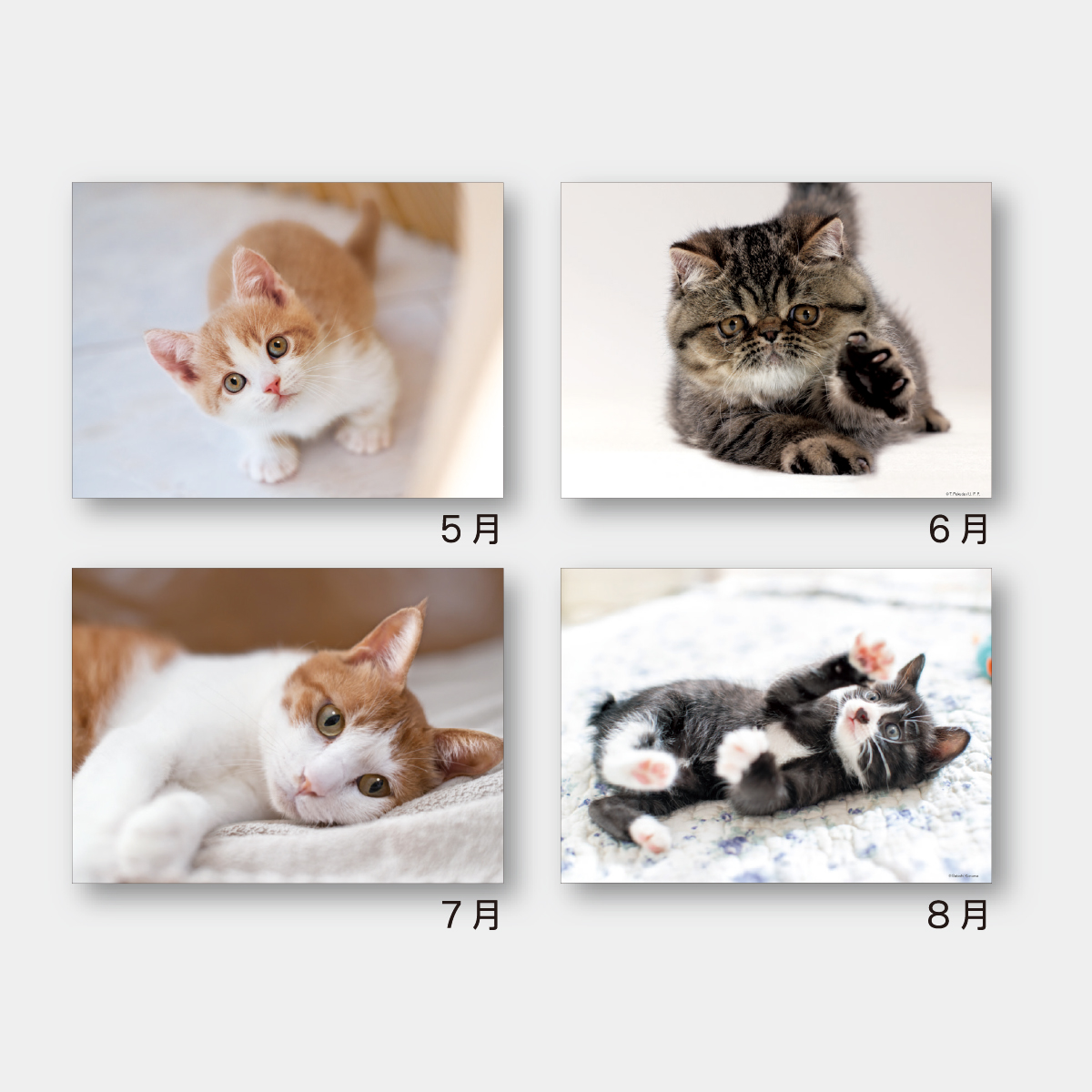 SA-222 マイキャッツ