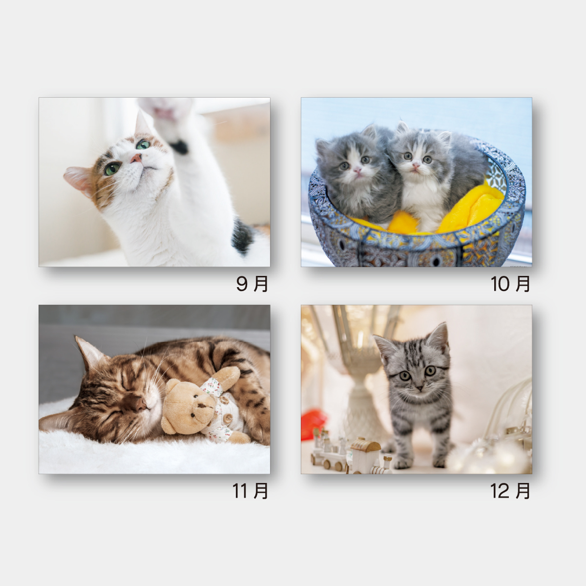 SA-222 マイキャッツ