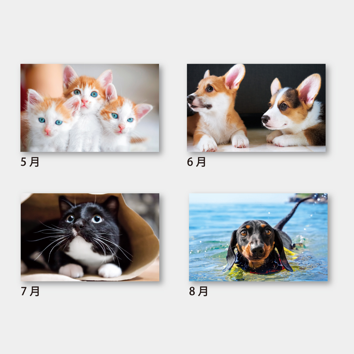 SA-333 パピー＆キティ