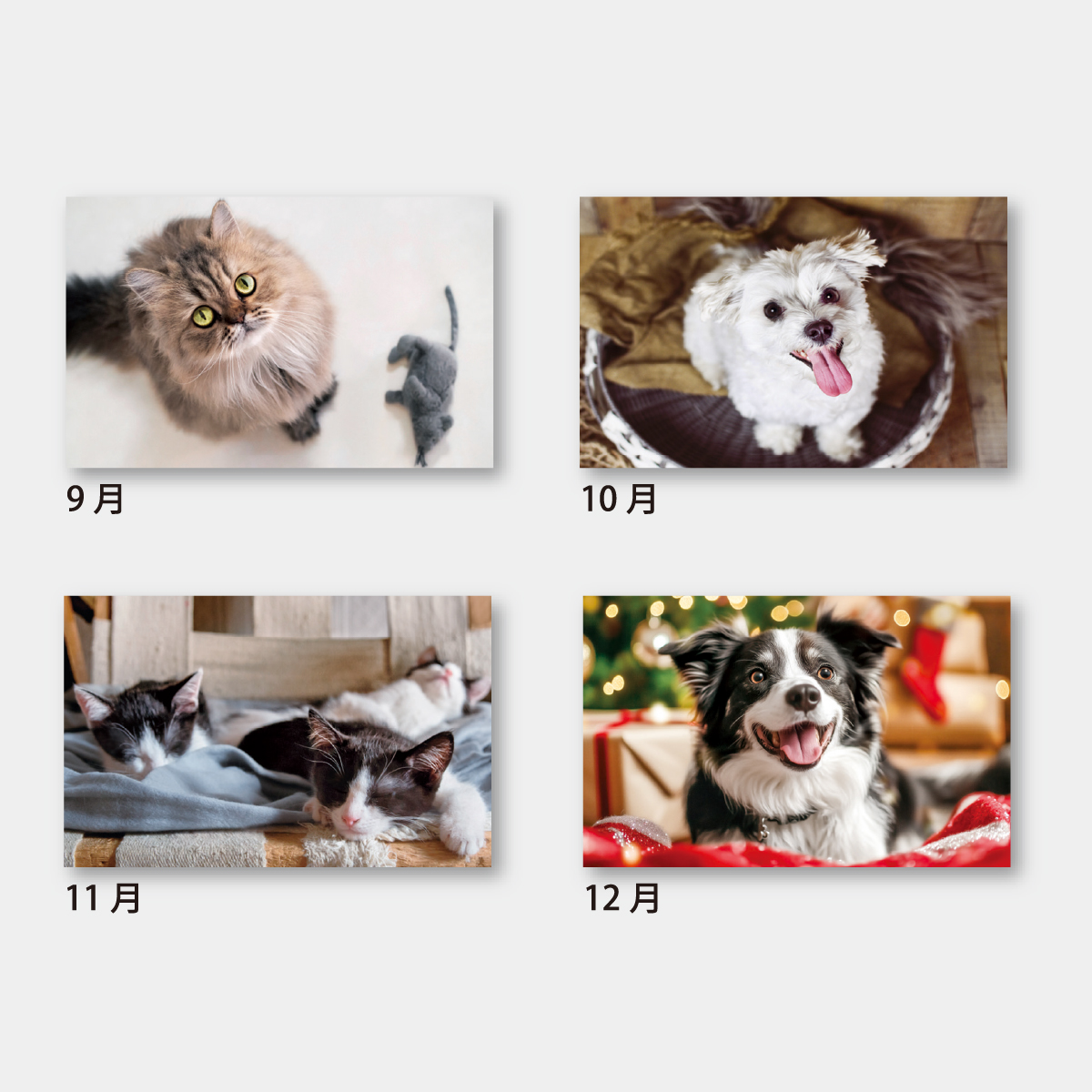 SA-333 パピー＆キティ