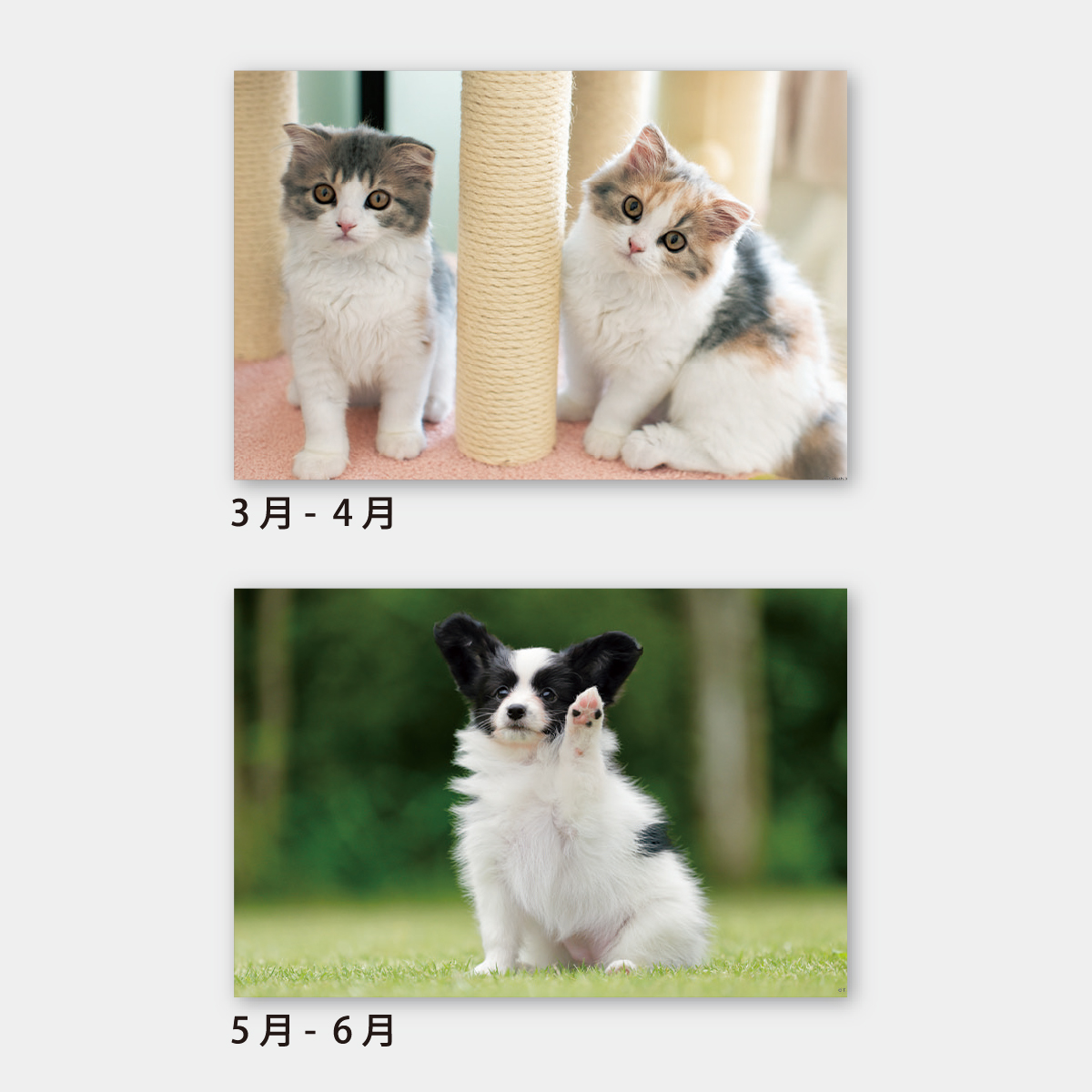 【短納期:6営業日出荷】SA-342 チャーミングペット