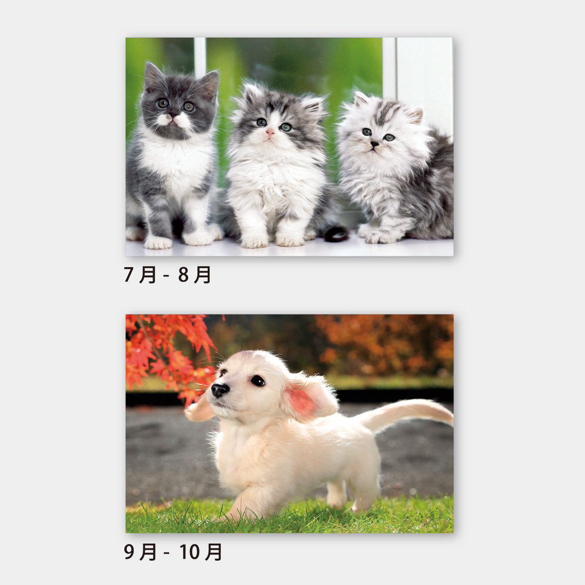 【短納期:6営業日出荷】SA-342 チャーミングペット