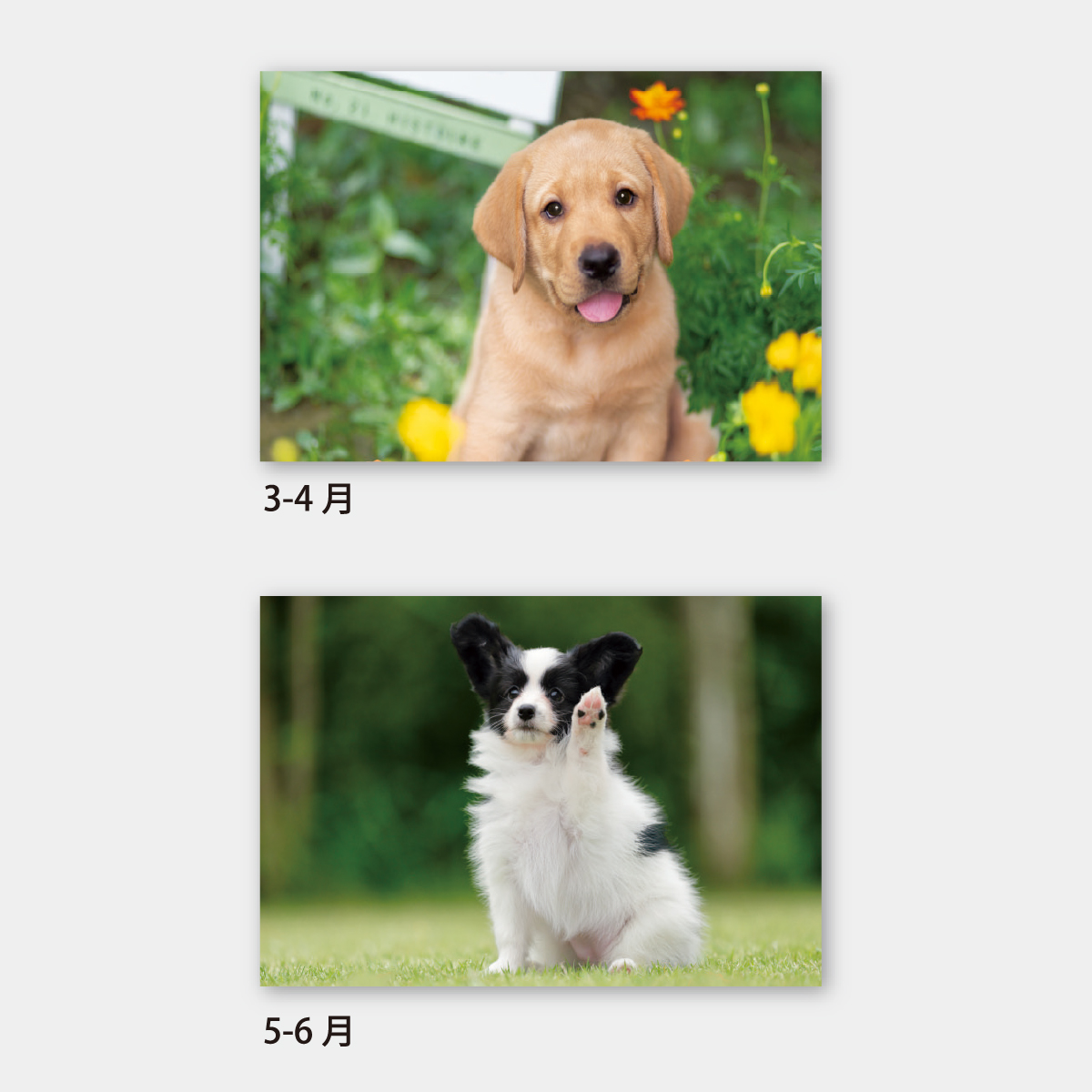 SA-343 ワンワンワールド