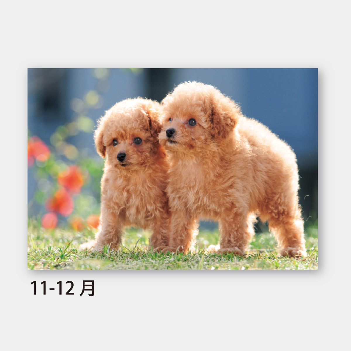 SA-343 ワンワンワールド