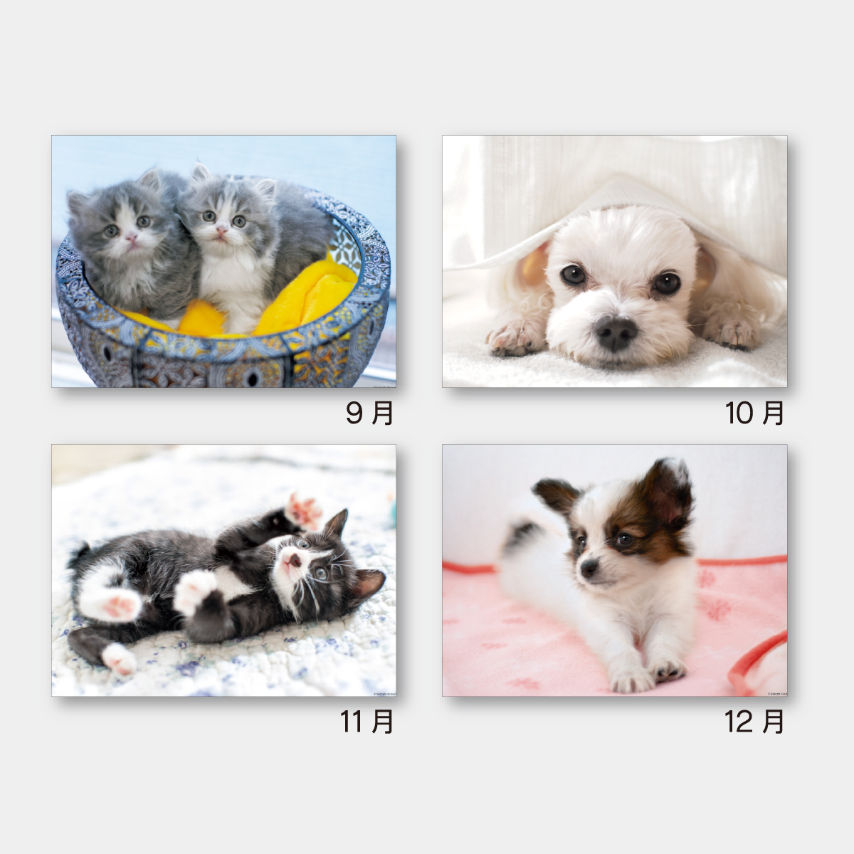 SA-346 ドッグ＆キャッツ