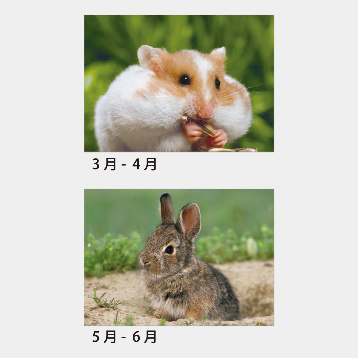 SA-349 ちびっこアニマル