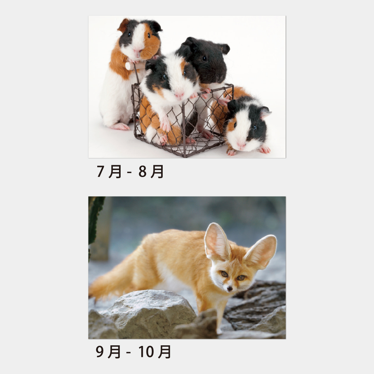 ビアンキ動物記 　しじゅうからのカレンダー　1981　１刷本　さむさむおじいさん ビアンキ動物記 しじゅうからのカレンダー 1981 1刷本 さむさむ