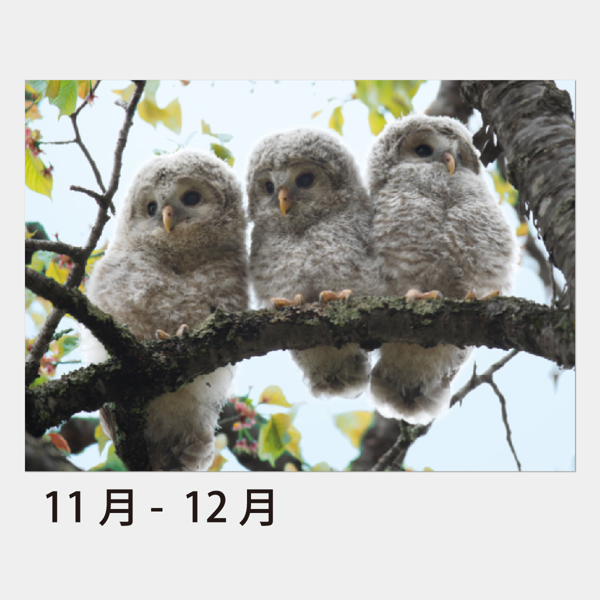 SA-349 ちびっこアニマル