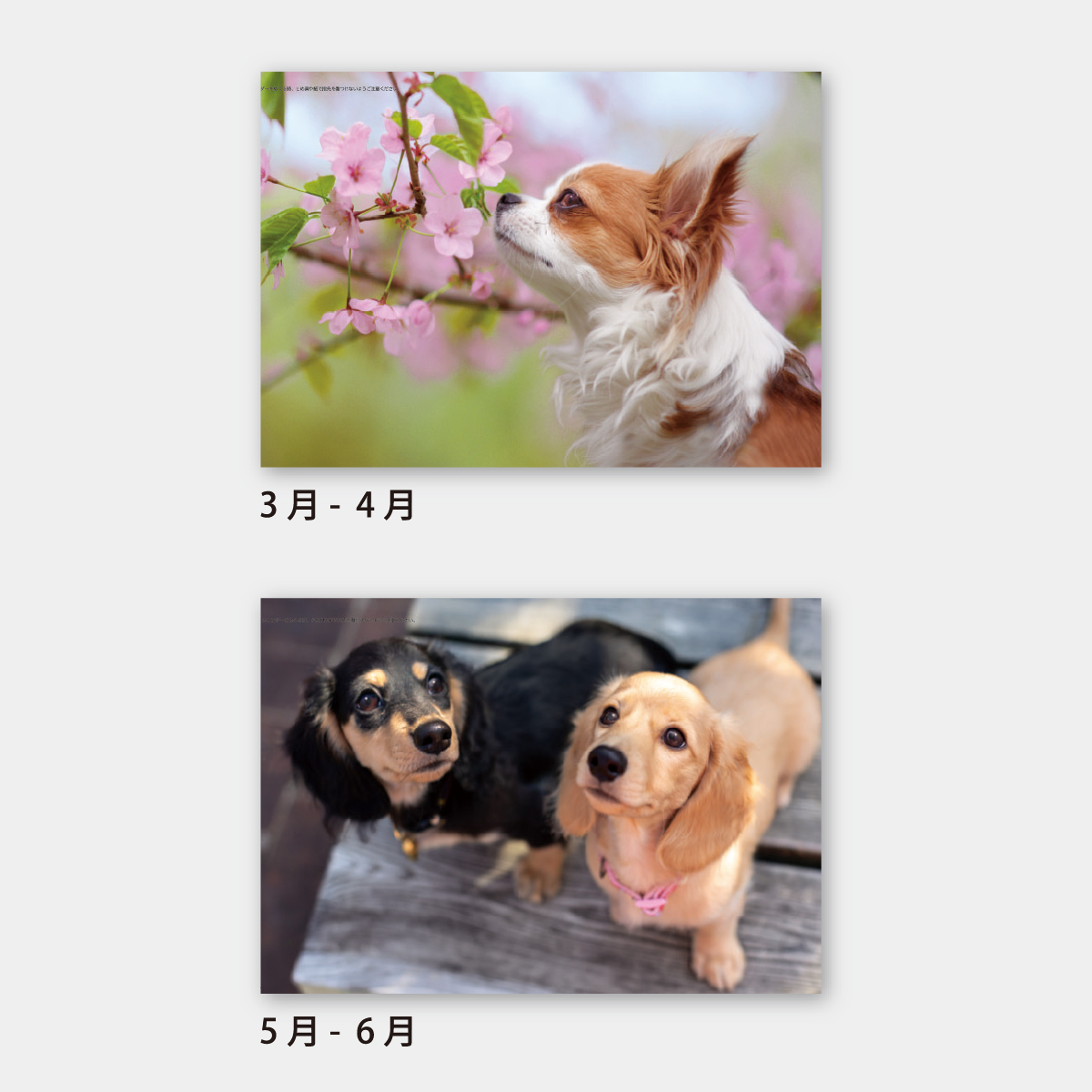 SA-354 ワンワンスマイル