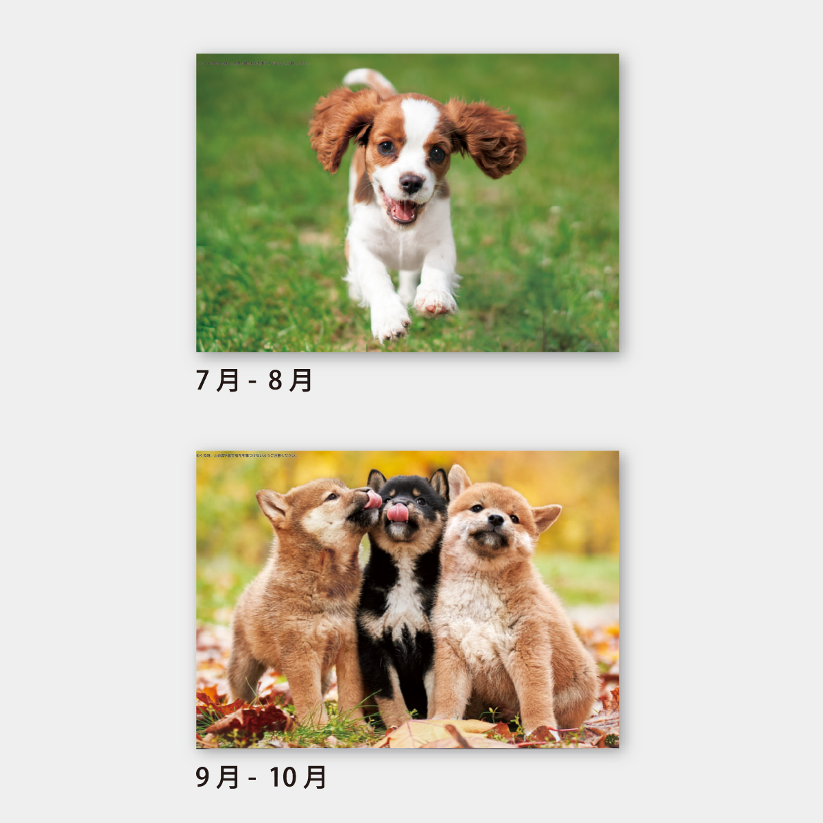 SA-354 ワンワンスマイル