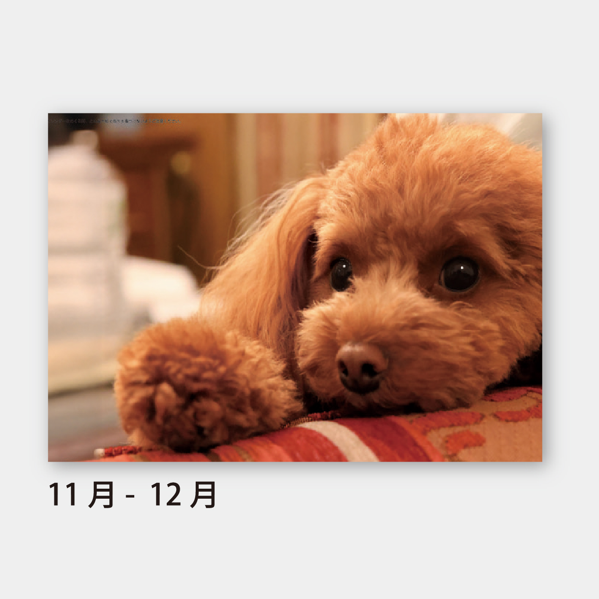 SA-354 ワンワンスマイル